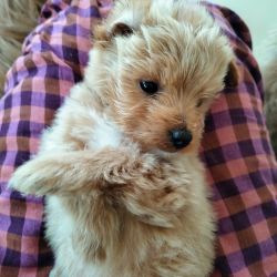 Cute little teddy like puppies