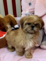 Paws-itively Precious AKC Reg Shih Tzu puppies! Valentine’s Day specia