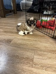 Adorable Shih Tzu with the first shot