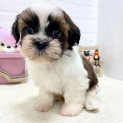 Shih tzu puppies are available.