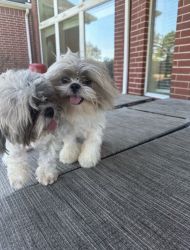 Rehoming 2 adult male Shih tzus