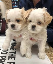 Shih Tzu Pups ready for a new home