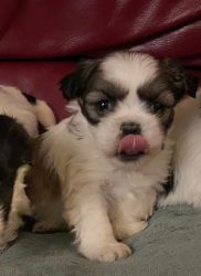 Three shih Tzu puppies for sale two male and one female