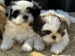 Shih Tzu puppies for sell