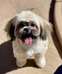 Lovable Shih Tzu Puppy Needs a New Home