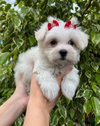 Adorable Shih Tzu Puppies available