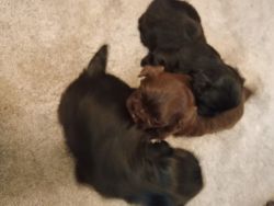 5 Adorable Puppies