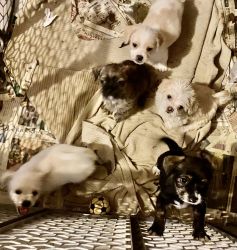 8 week old Shi Tzu/Terrier puppies for sale