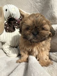 Cute Little Red Sable ShihTzu puppy