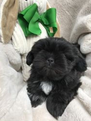 Sweet Black ShihTzu Puppy