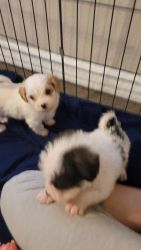 8 week old pups