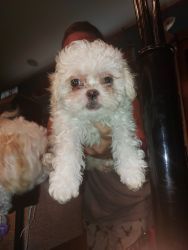 Shit tzu puppies 2 males and 1 Female for sale
