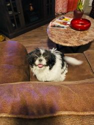 Adorable 5 month old male Shih Tzu pup for sale.