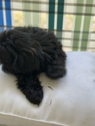 Cute puppy looking for a loving home