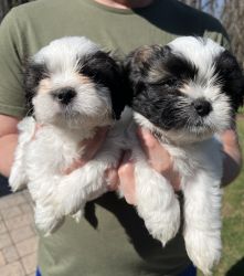 Shih Tzu Puppies ready for a good home