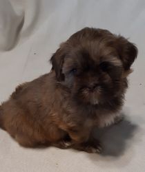 shih tzu pups available