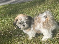 3 Month old Pure Bred Shih Tzu