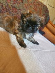 Shih Tzu Available