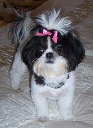 Black and White Shih Tzu For Sale 5 months old with previous shots