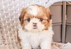 GORGEOUS AND SWEET SHIH TZU PUPPIES FOR SALE