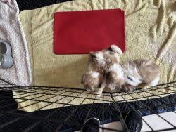 Shih Tzu Puppies available