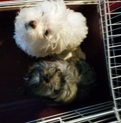 My cutie pies brother and sister shih poo