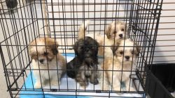 Shih Tsu puppies for new homes