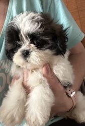 Shih tzus pups ready now