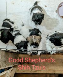 Good Shepherd's Shih Tzu's