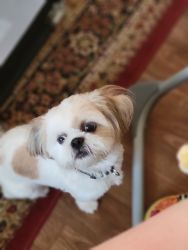 1 year old male shihtzu puppy for sale