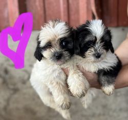 M&B Puppies