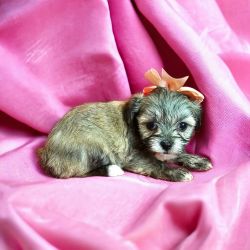 Adorable Shih Tzu Maltese puppy