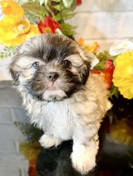 Shihtzu puppies available!!!