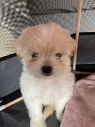 Male Shih pom looking for a forever home