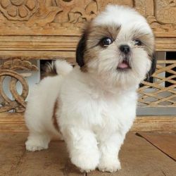 Shihtzu puppy for rehoming