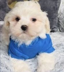 Loving little shichon for sell