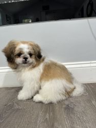 Handsome Shih Tzu puppy for sale