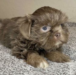Chocolate / Lavender puppy