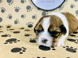 Home Bred Shih Tzu Puppies Available
