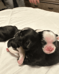 Shih tzu just born in julio 7 2023 I have Mon and dad