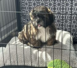 Puppy looking for a new home