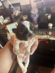 Looking to re home 4 puppies