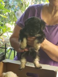 Puppies for sell to a loving family-Shih Tzu