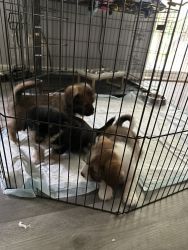 Adorable Puppies Ready for their permanent new home
