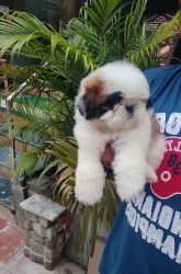 Shih tzu puppy for sale, male, 40 days old