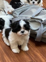 Shih Tzu puppies ready for rehoming.