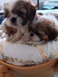 Shih Tzu puppies, 8 weeks old.