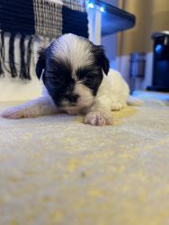 Selling full bread shih Tzu puppies available