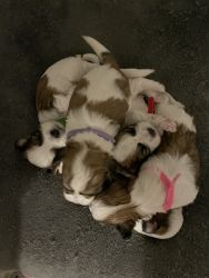 Purebred Shih tzu puppies