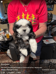 Purebred Shih Tzu puppy for sale
